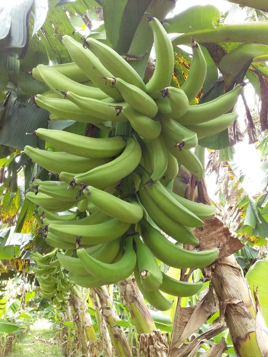 MinEmpren's tweet photo. #Nicaragua40Revolucion
Participación activa de productores de plátano de Chinandega en el concurso La Mejor Parcela, destacando las  plantaciones de vitro plantas, producción y calidad en el mismo https://t.co/En2pa0Eypv