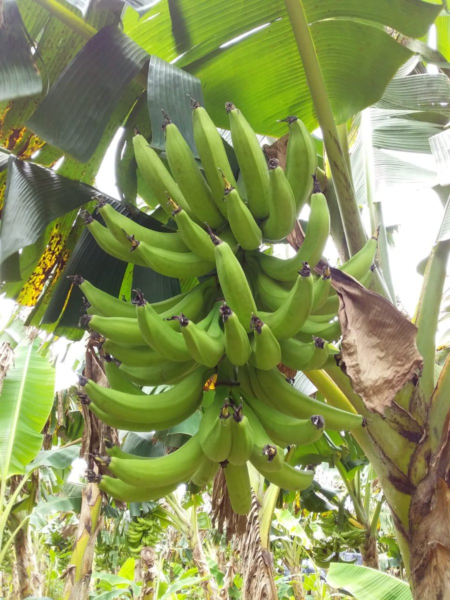 MinEmpren's tweet photo. #Nicaragua40Revolucion
Participación activa de productores de plátano de Chinandega en el concurso La Mejor Parcela, destacando las  plantaciones de vitro plantas, producción y calidad en el mismo https://t.co/En2pa0Eypv