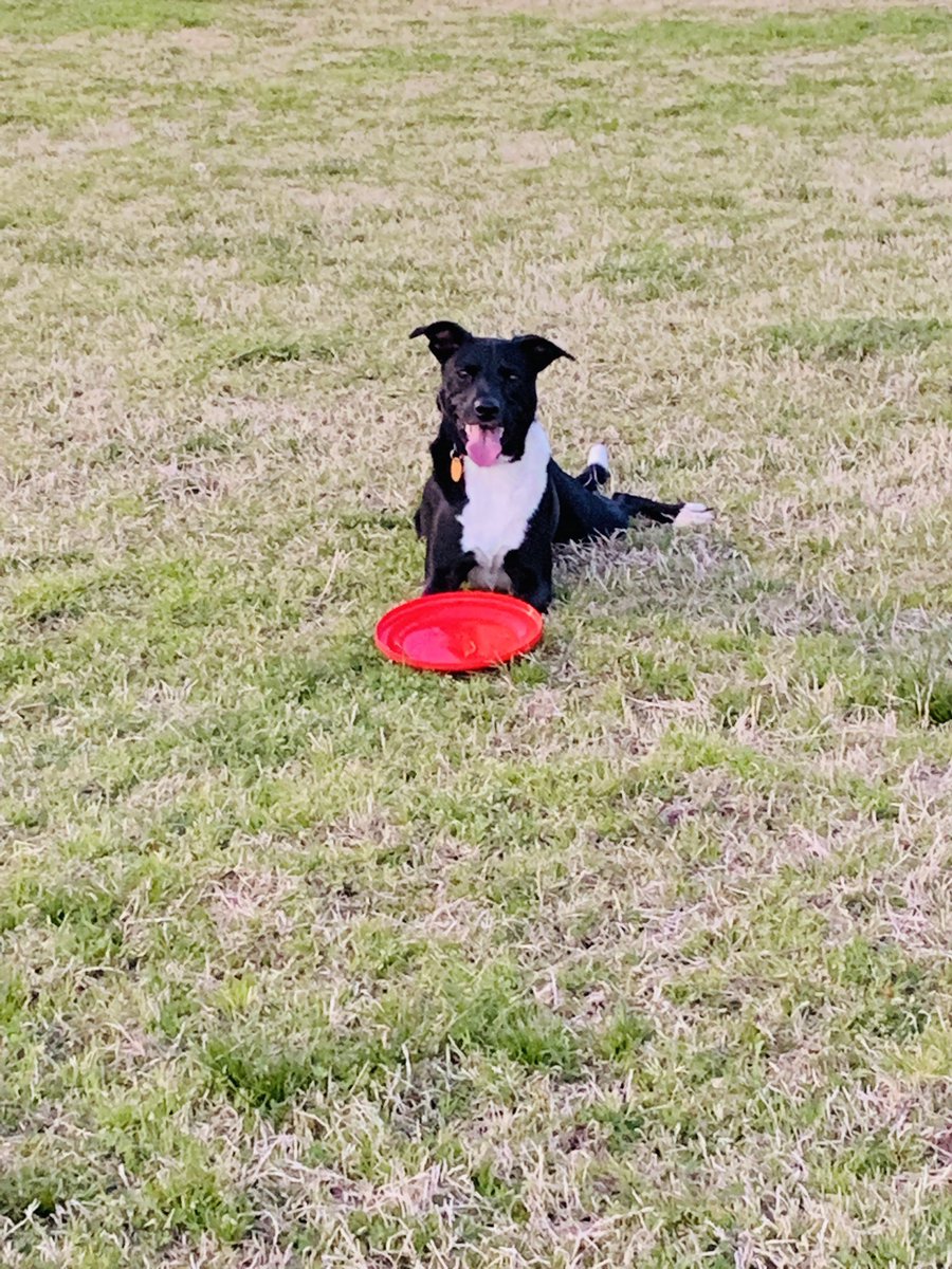 deckhoff12's tweet photo. Happy birthday Otis!  You may not be my whole life, but you make my life whole. 😊 #dogbirthdays #dogdads https://t.co/WThoNgVRz6