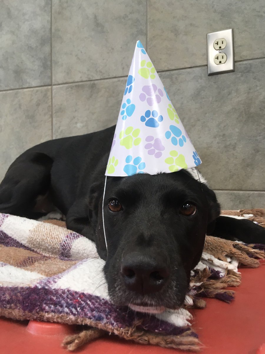 deckhoff12's tweet photo. Happy birthday Otis!  You may not be my whole life, but you make my life whole. 😊 #dogbirthdays #dogdads https://t.co/WThoNgVRz6