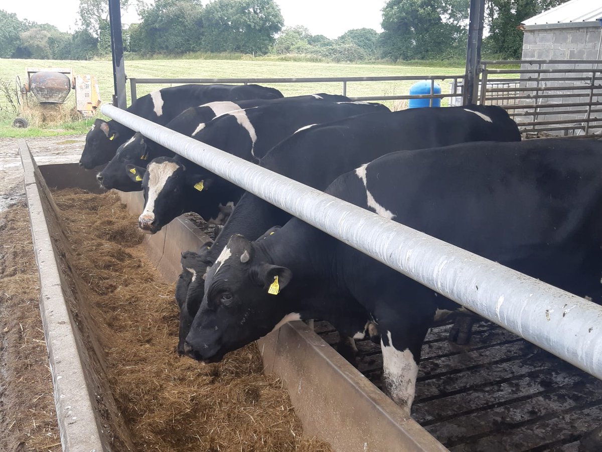 specialistnutri's tweet photo. Very Plain Frisian/Holstein bulls 70 days feeding achieved just under 2kg live weight daily on Grass Silage, potatoes, straw, Distillers Grains and Mazzoleni Mineral package.
Call Michael Cleary on 086 8048219
#UnlockYourFarmPotential #animalfeed https://t.co/V1gZZ7P1Ri