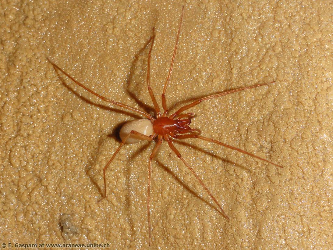 Parastalita stygia est une araignée de la famille des Dysderidae, et est donc une mangeuse de cloportes, comme Dysdera vue plus haut dans ce thread. Elle ne possède pas d'yeux car vit dans des grottes sans lumière !