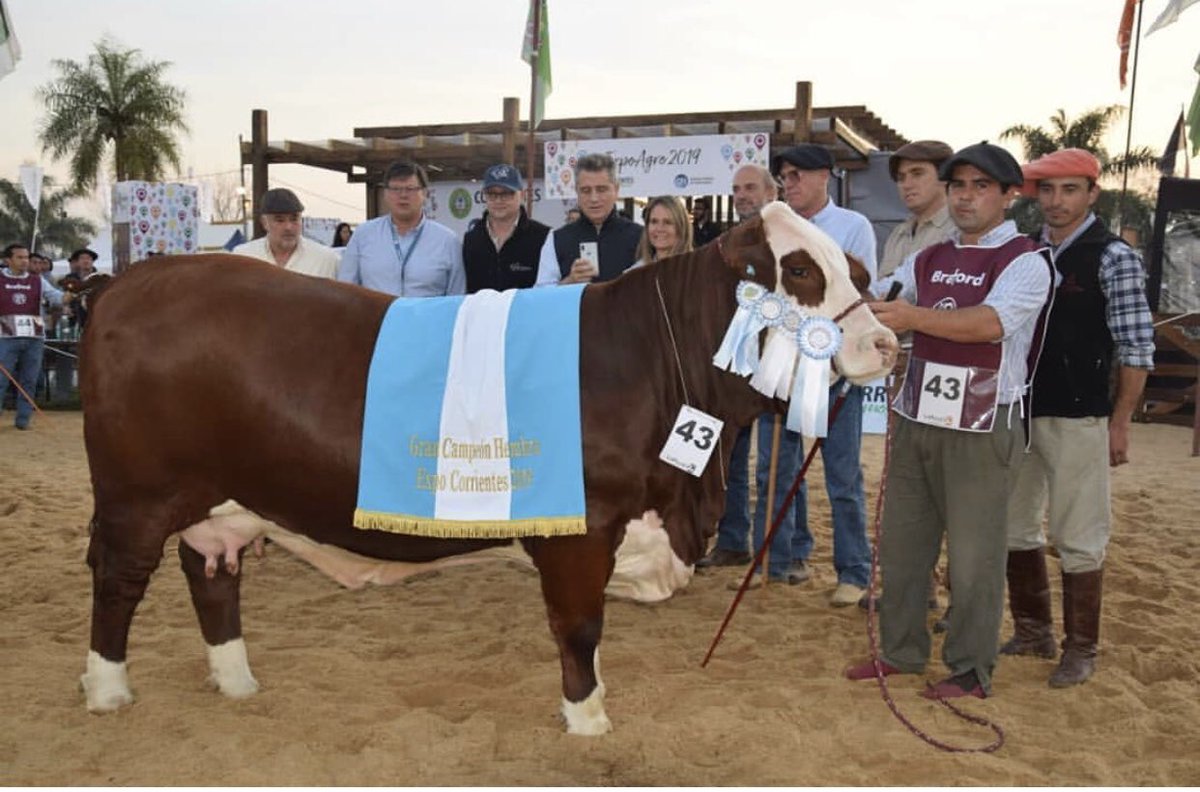 🥇JUEVES DE HEMBRAS en #Expoagro‼️❤️
🏆🎖Gran Campeón Hembra Brahmán, vaquillona de la @cabanarioseco de Córdoba
🏆🎖Gran Campeón Hembra de la raza Brangus ternera de cabaña Rincón del Oratorio
🏆🎖Gran Campeón Hembra de la raza Braford de la cabaña El chañar y Marta Carina
