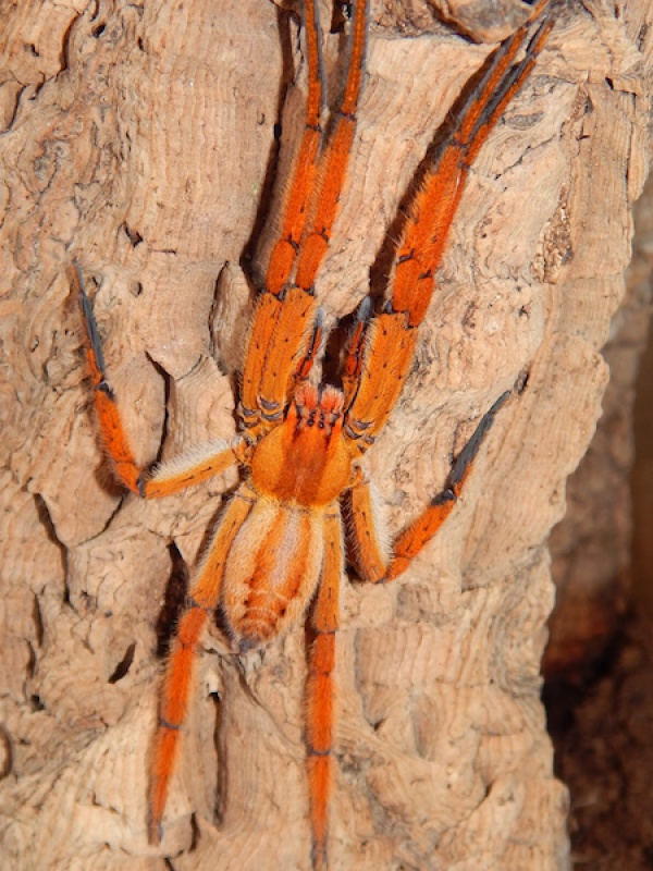Certaines araignées, pourtant de la même espèce, ont des variations d'apparence liées à leurs localité ! On peut citer par exemple la RCF (Red Color Form), qu'on peut trouver par exemple chez Cupiennius getazi (forme normale photo 1, RCF photo 2 par pasquali)