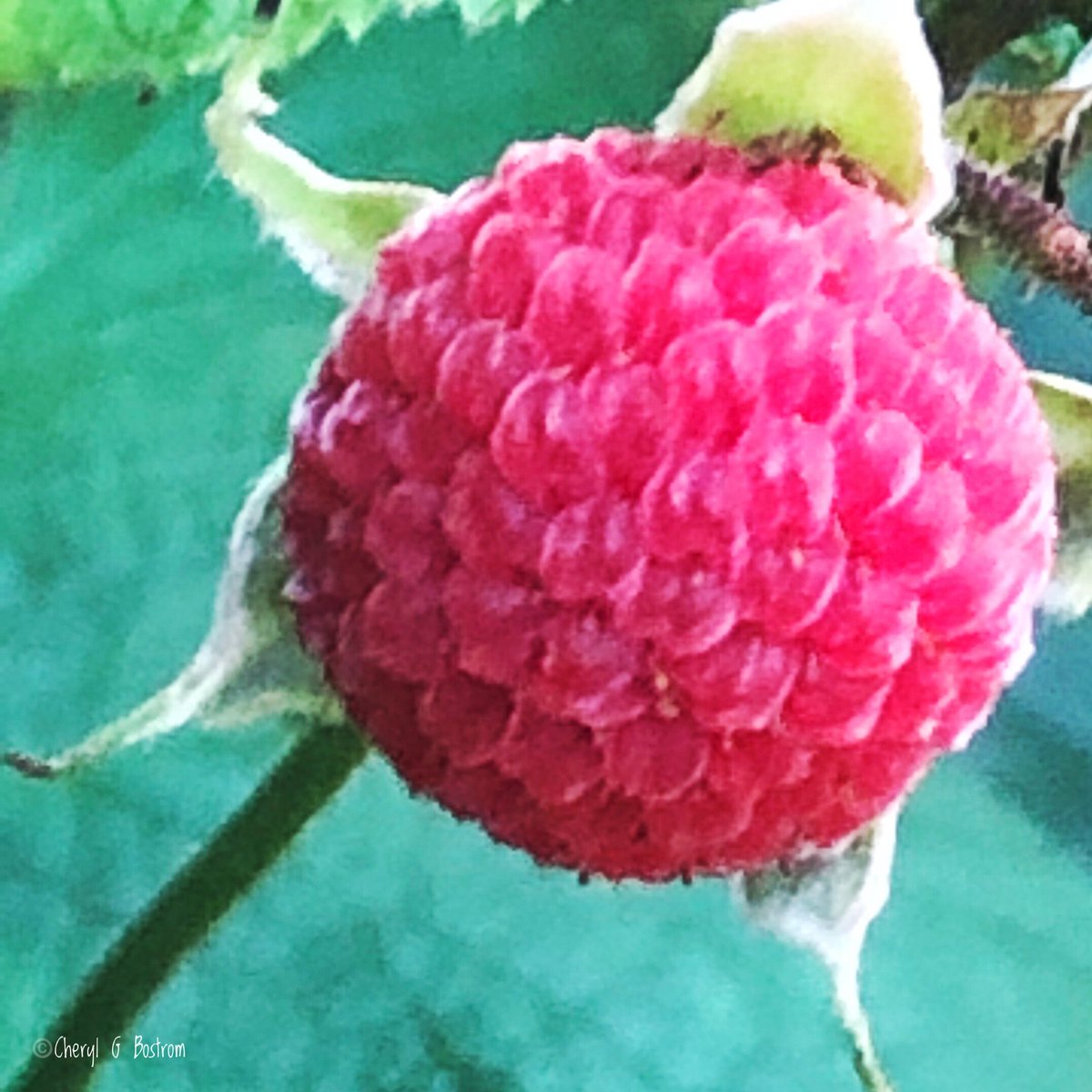 cheryl_bostrom's tweet photo. In the woods right now! Thimbleberries!
—Matthew 6:31-32
#TwitterNatureCommunity #PNW #foraging #godprovision https://t.co/gRVzYLlGsc