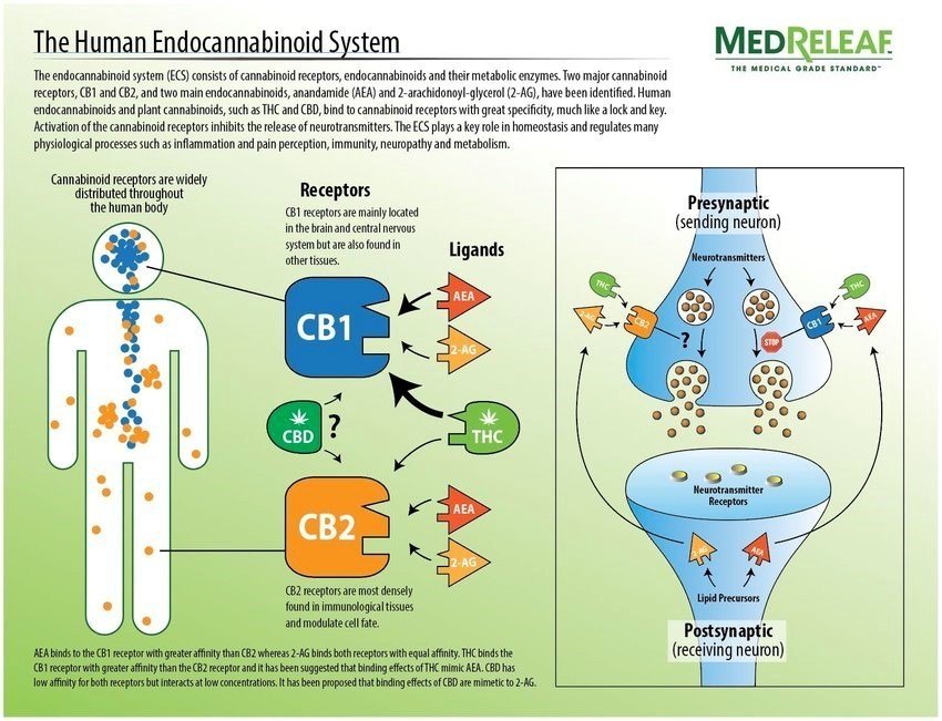 Fractalytical's tweet image. Mechanisms of Action #CBD

#Spoonie #MedError #MedTherapy #ALS #Epilepsy #Nausea #Crohns #HIV #AIDS #Lupus #MS #MD #Parkinsons #PTSD #Neuro #MDD #GAD #Aging #Fibromyalgia #Pain #Chronic #Best #Hemp #hempoil #NationalTellAJokeDay #FridayThoughts

Buy CBD:
cbdbiocare.com/?a_aid=GreenMo…