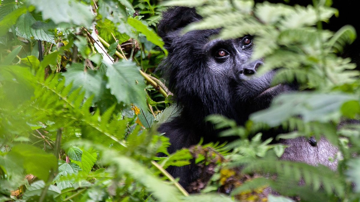 hermosatours1's tweet photo. If you love nature beautiful places, you need to visit Rwanda, to explore Volcanoes National Park #GorillaTrekking part of the jungle remarkable experience #VisitRwanda #GoTrekking #KwitaIzina19 https://t.co/VwOfU3QKzl