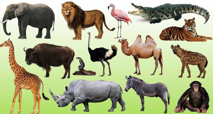 Picture dictionary longman children's. 5 названий животных африки. Животные африки плакат для детей крупный. Дидактические карточки животные африки. Животные живущие в африке.