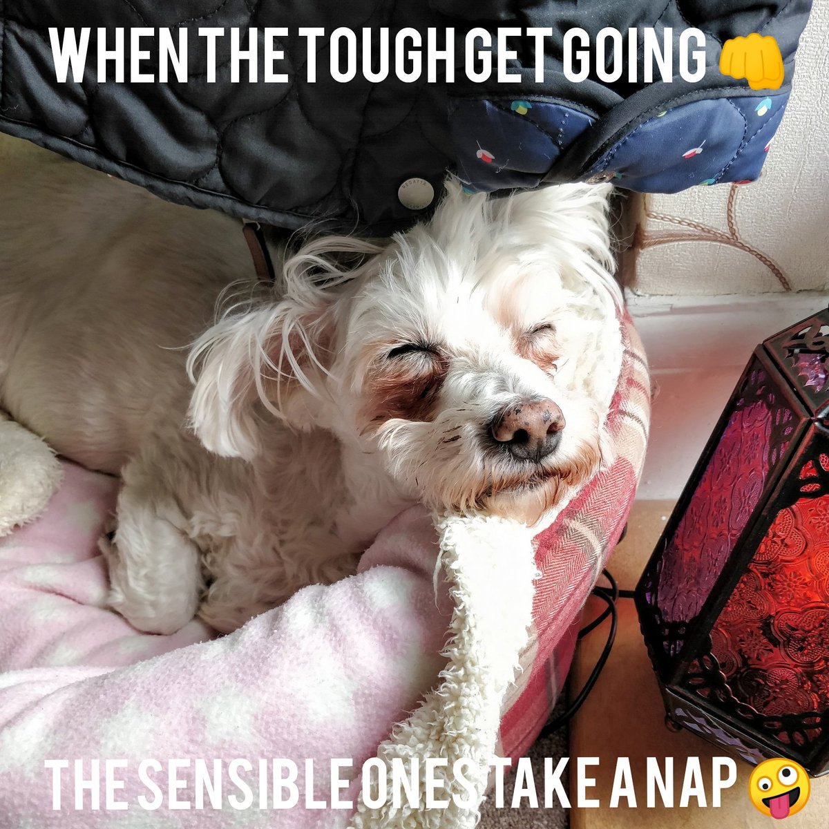bubblesofongar's tweet photo. #bubblespetcareongar #bubblesofongar #petcare #treats #dogs #rawfood #rawtreats #healthydogfood #petshop #ongar #bichon #petshopongar #cutedog #cutedogs #essex #friday #funtimefriday #dogsofinstagram #fridayfeeling #weekend #instadogs #bichoncross #bichonfrise https://t.co/0EjImiT187