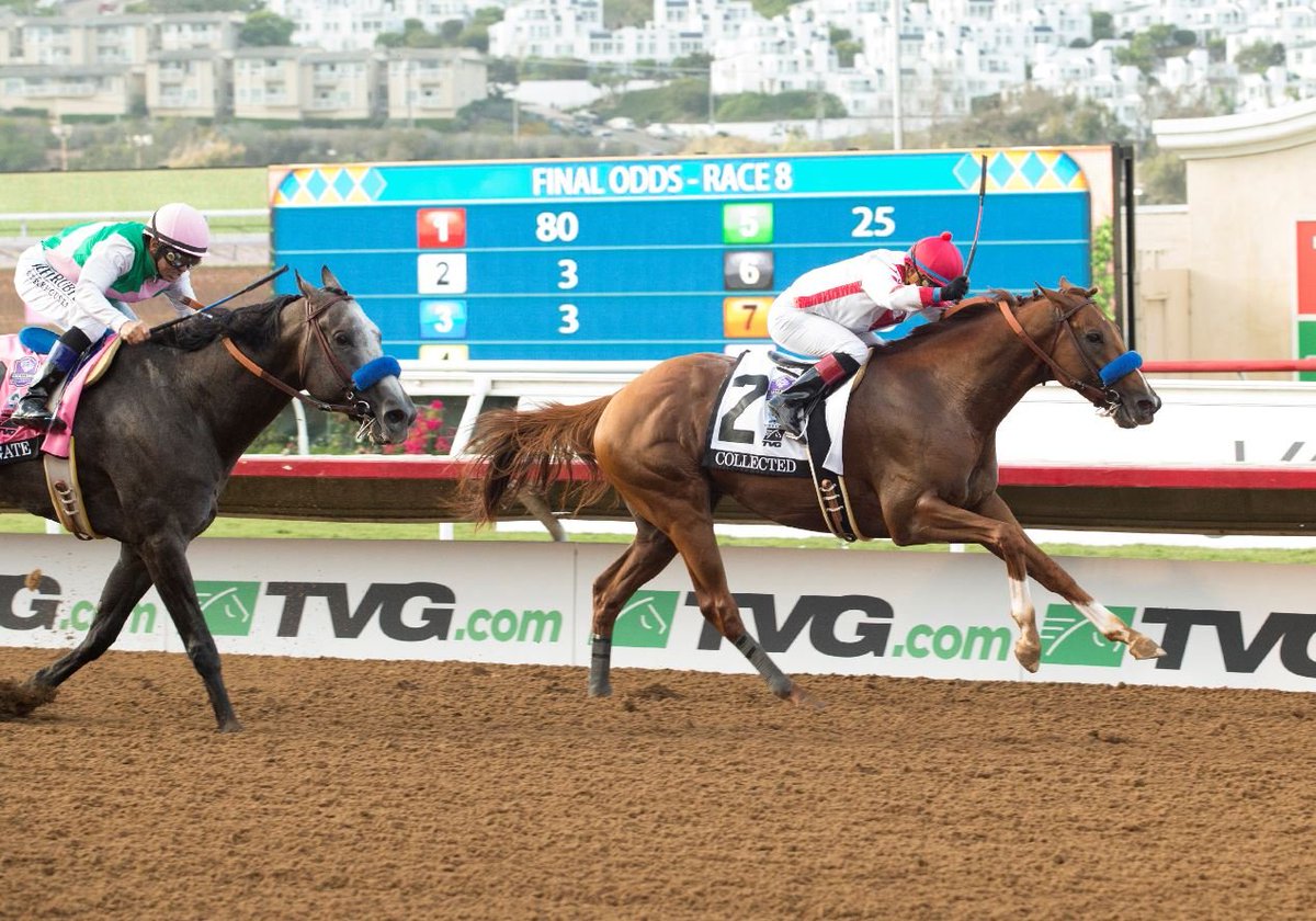 AirdrieStud's tweet photo. Good luck to the competitors in tomorrow's @TVG #PacificClassic @DelMarRacing from our own #COLLECTED. Two years ago, for #SpeedwayStables @marettefarrell he wired a field incl. G1-winning millionaires #Arrogate, #Accelerate and #HardAces in 2:00 3/5 #115Beyer 📸@benoitphoto_ https://t.co/qUlOddIN36