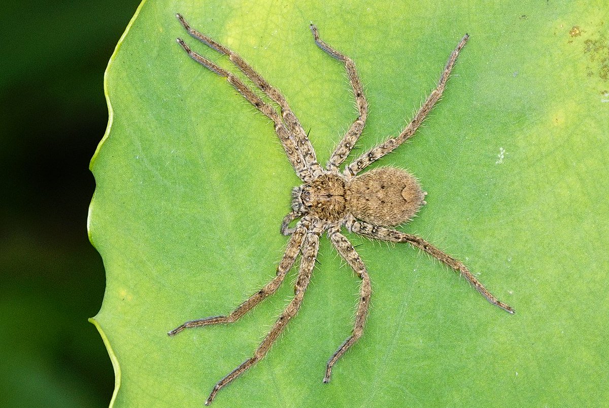 TheSTEMTimes's tweet photo. No itsy bitsy spider this! The huge Huntsman spins no webs and hunts its prey at night - https://t.co/vgV0WBXhFD
Post by @ajit9988 #nature #scicomm #sciencetwitter
#stem #arachnid
@Tone_Killick @TheSpiderChick @Arachnologynews @IUCNSpiderSG @JosephTLapp https://t.co/5CBmFgbkqH