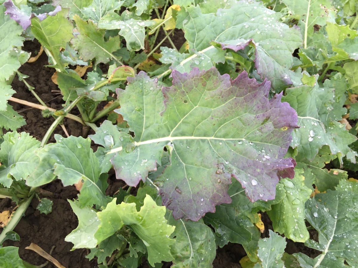 LGSeedsUK's tweet photo. Do you know what you’re looking for? TuYV survey reveals highest-yet infection level 👉 https://t.co/qlw17leXGJ @FarmersWeekly #OSR #FullyLoadedHybrids #AnythingButConventional https://t.co/oNwBgfws86