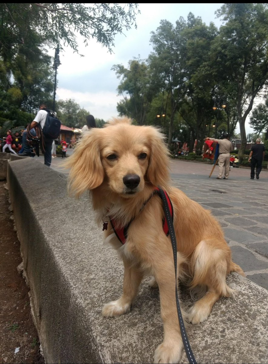 AmyBiggsy's tweet photo. @CuteEmergency The day Hendrix perfected his model pose #worldscutestdog #dogsofinstagram #dogsoftwitter #adoptnotshop https://t.co/oH29zlqwBT