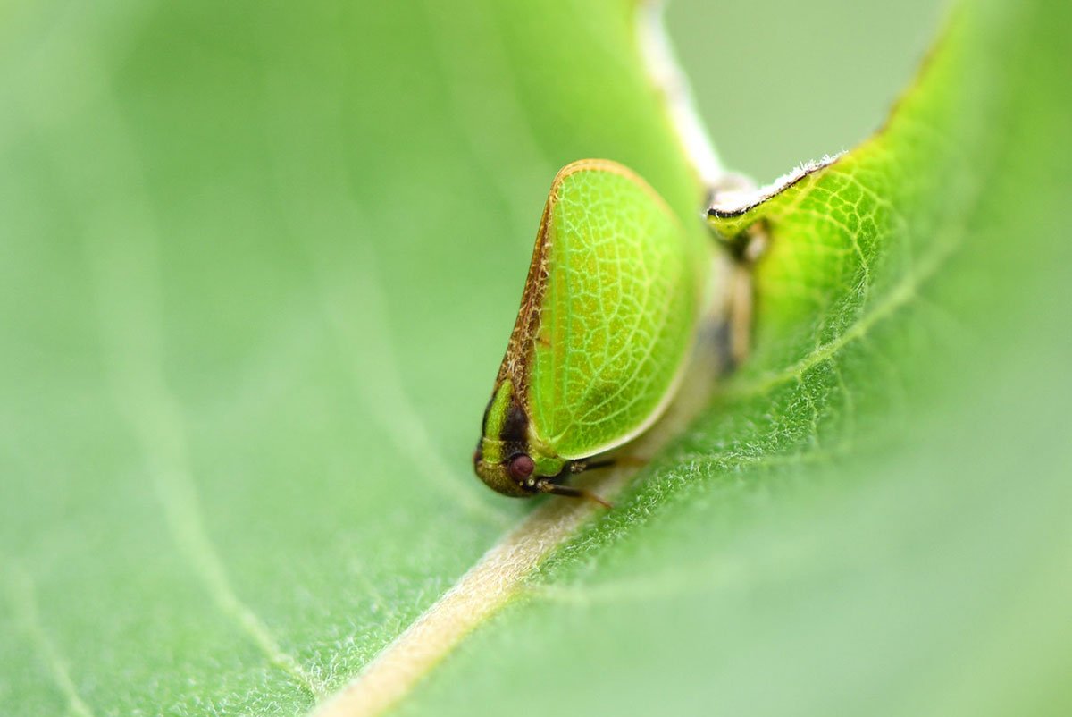 USFWSMidwest's tweet photo. There are more than 12,500 known species of planthoppers worldwide. These insects typically blend in, often looking like leaves. Their name comes from their behavior of hopping to get around. https://t.co/ASARB823ye