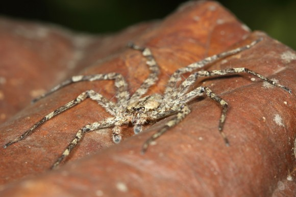 Les Selenopidae sont toutes plates pour se cacher dans les interstices et sont surnommées "flatty spiders"