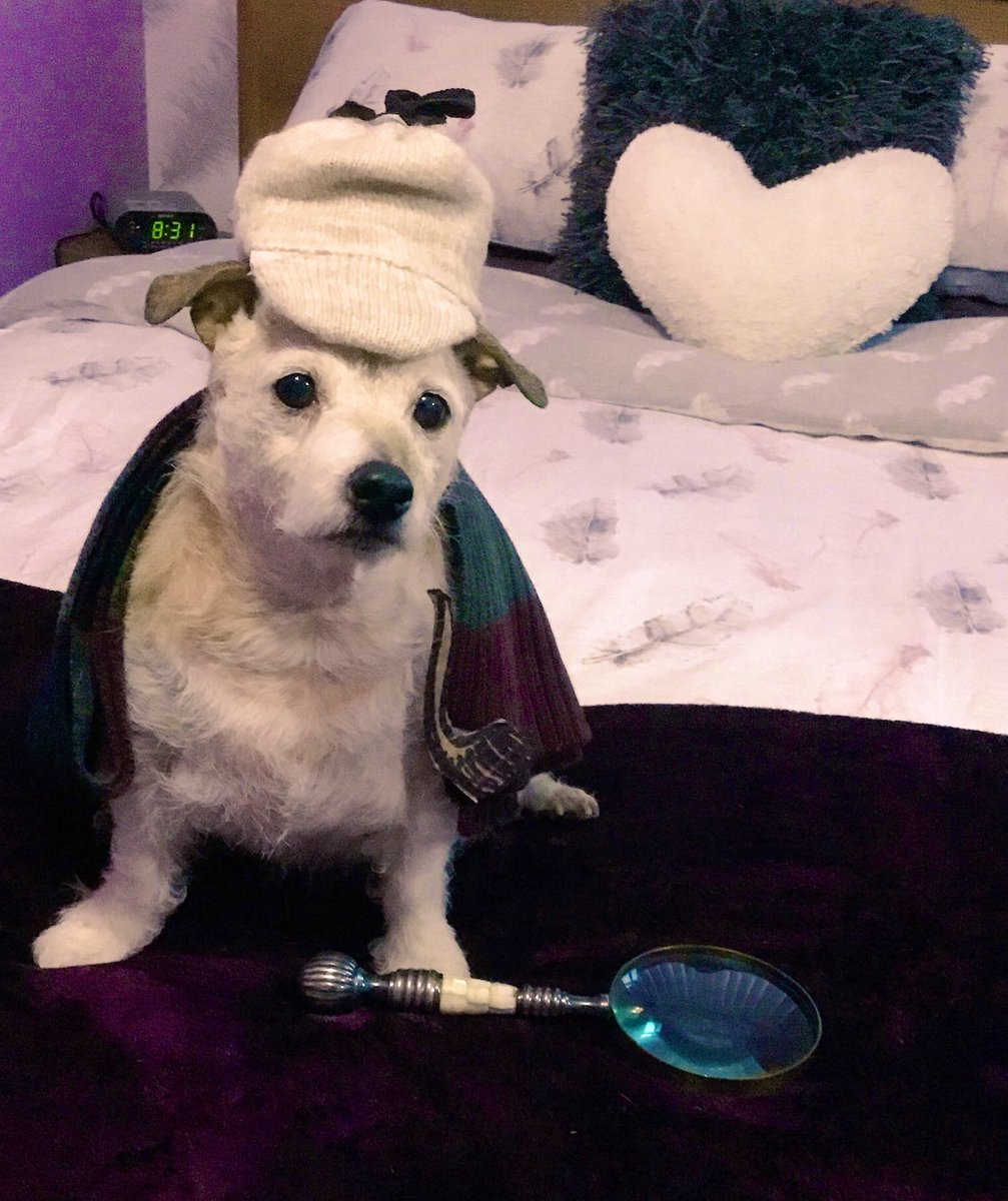 PussPussTopCat's tweet photo. #FridayFeeling #NationalTellAJokeDay 

What do you call a great dog detective ? 

Sherlock Bones

 #comedydog #funnierthanmyuncle https://t.co/gqAQZ4ithr