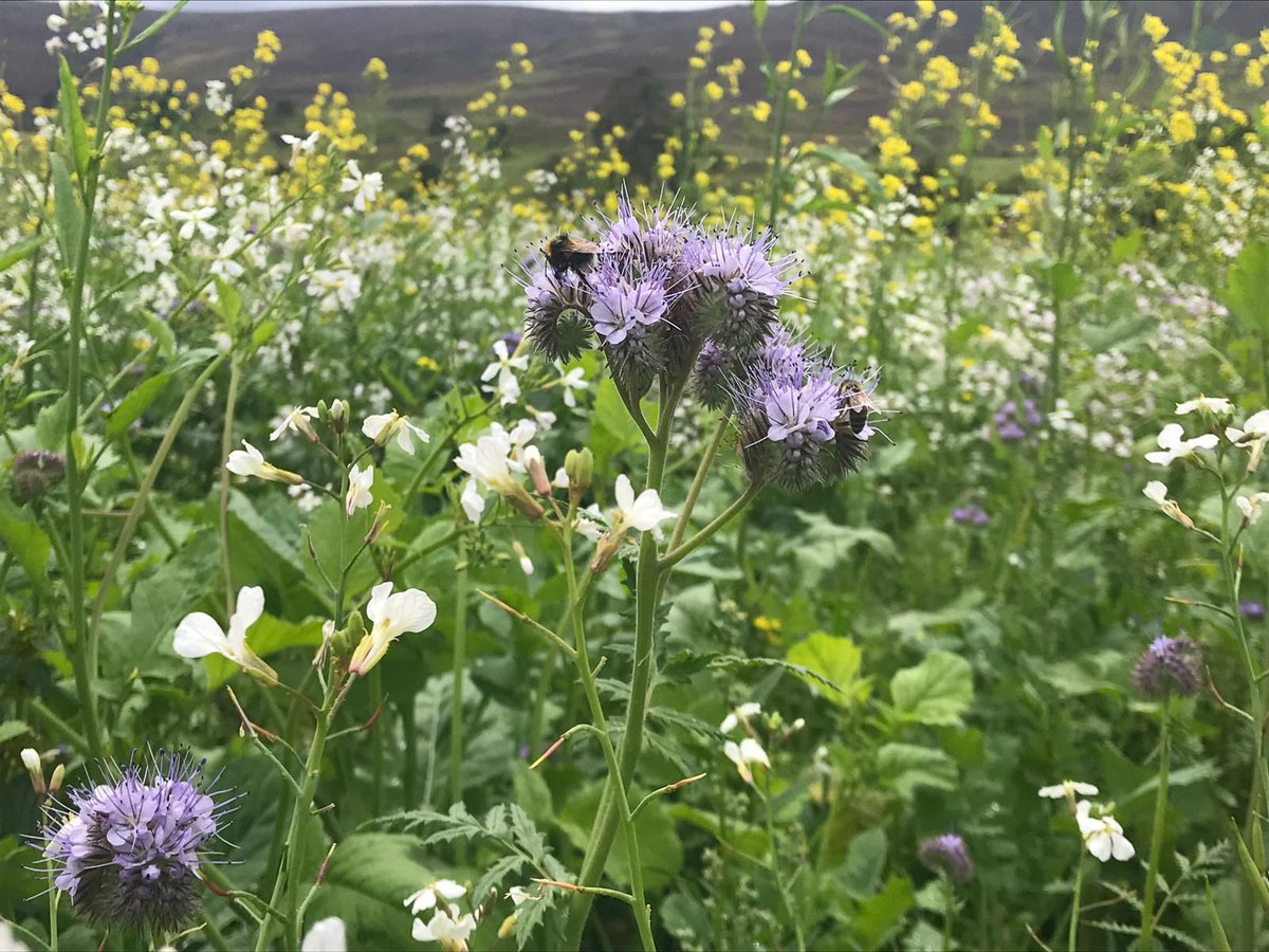 Some fantastic wild bird seed mixtures on the @Gameandwildlife Demonstration Farm in #Auchnerran. Our Highland Mix is flourishing and our Alba Mix has some very happy residents 🐝