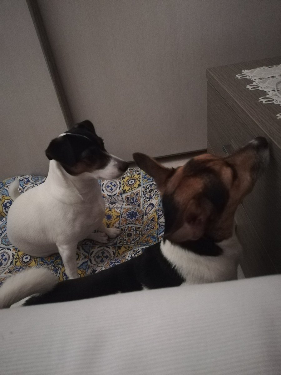 StefanoValla's tweet photo. I miei amori♥️ https://t.co/5x9lZ8KGe4