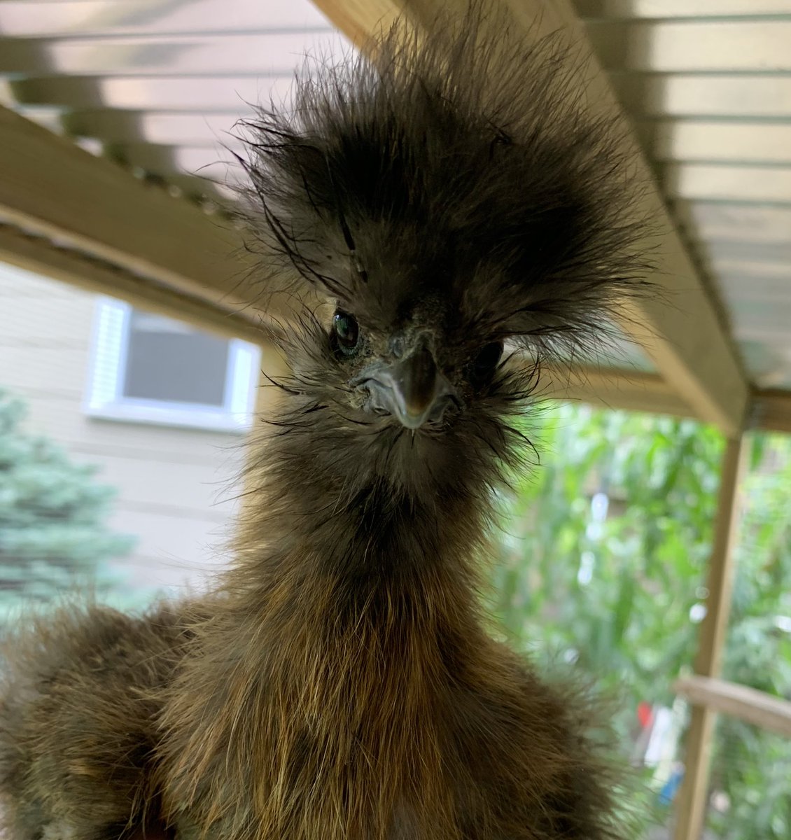 Mypetchickencom At Mypetchicken Twitter