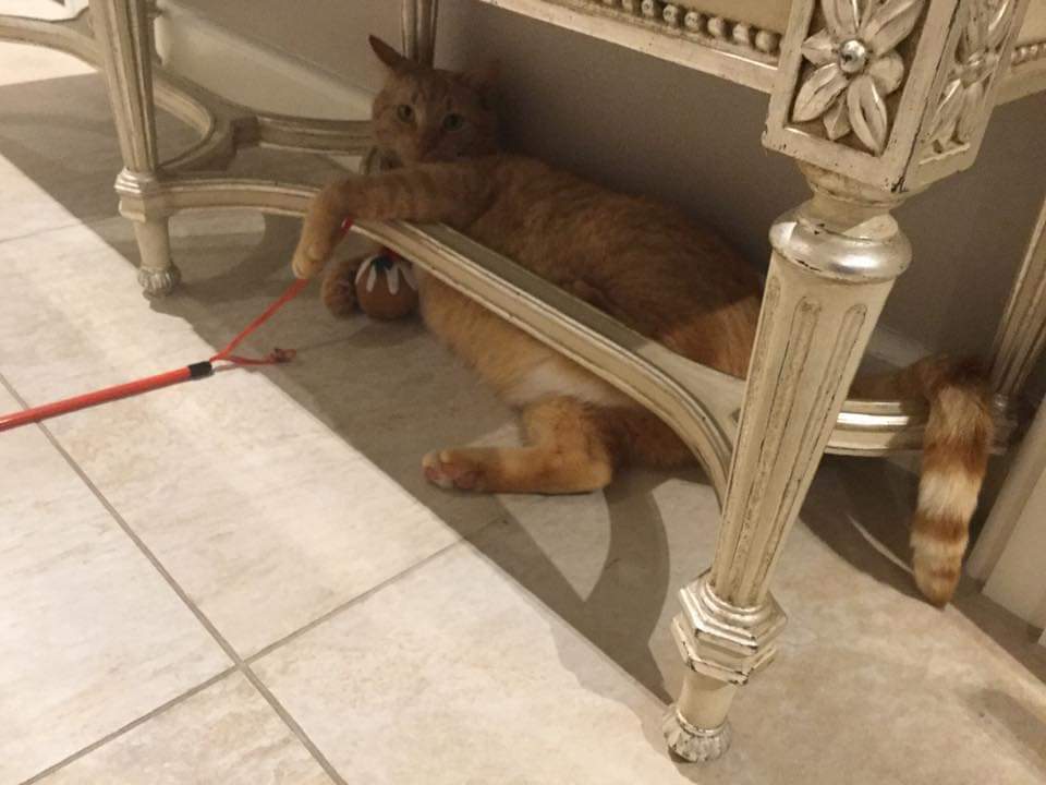Catsby #Missing #GingerAndWhiteCat hasn't been seen since 7pm on  Monday the 3rd of June 2019. #Lost Megson Place #Thirsk #SouthYorkshire #YO7 area. Have you been feeding/taken in or rehomed a #cat like Catsby recently. Please call 07477-905-636 if you have any information.