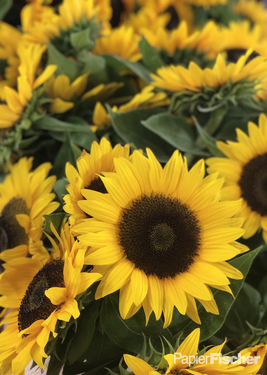PapierFischer's tweet photo. #50JahreWoodstock: #Karlsruhe feiert das Jubiläum des #Woodstock Festivals ☮️ Auch bei uns stehen die Zeichen auf #FlowerPower. Heute & morgen erwarten euch in der #Innenstadt #Musik & #WalkingActs. Entdeckt in unserem #Schaufenster #Fotografien des legendären Musikfestivals 🌻 https://t.co/U2gocKs4nZ