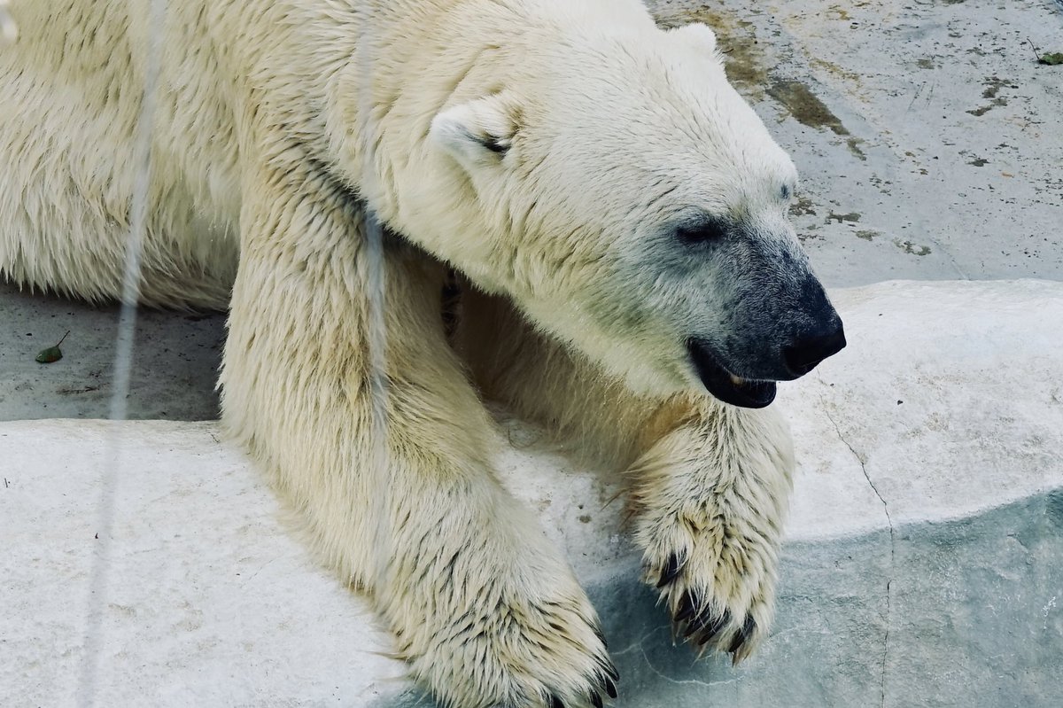 今日は動物園に行ってスケッチしてお酒を飲みながら獣好きについて語ってとても有意義な1日でした! 