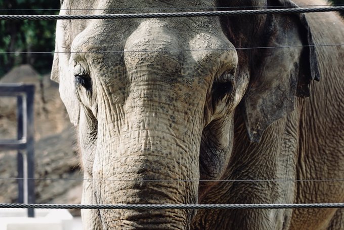 今日は動物園に行ってスケッチしてお酒を飲みながら獣好きについて語ってとても有意義な1日でした! 