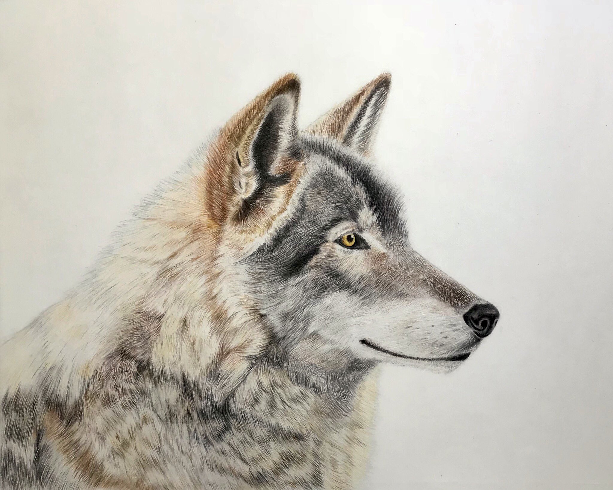 秋の狼 色鉛筆画 パステル