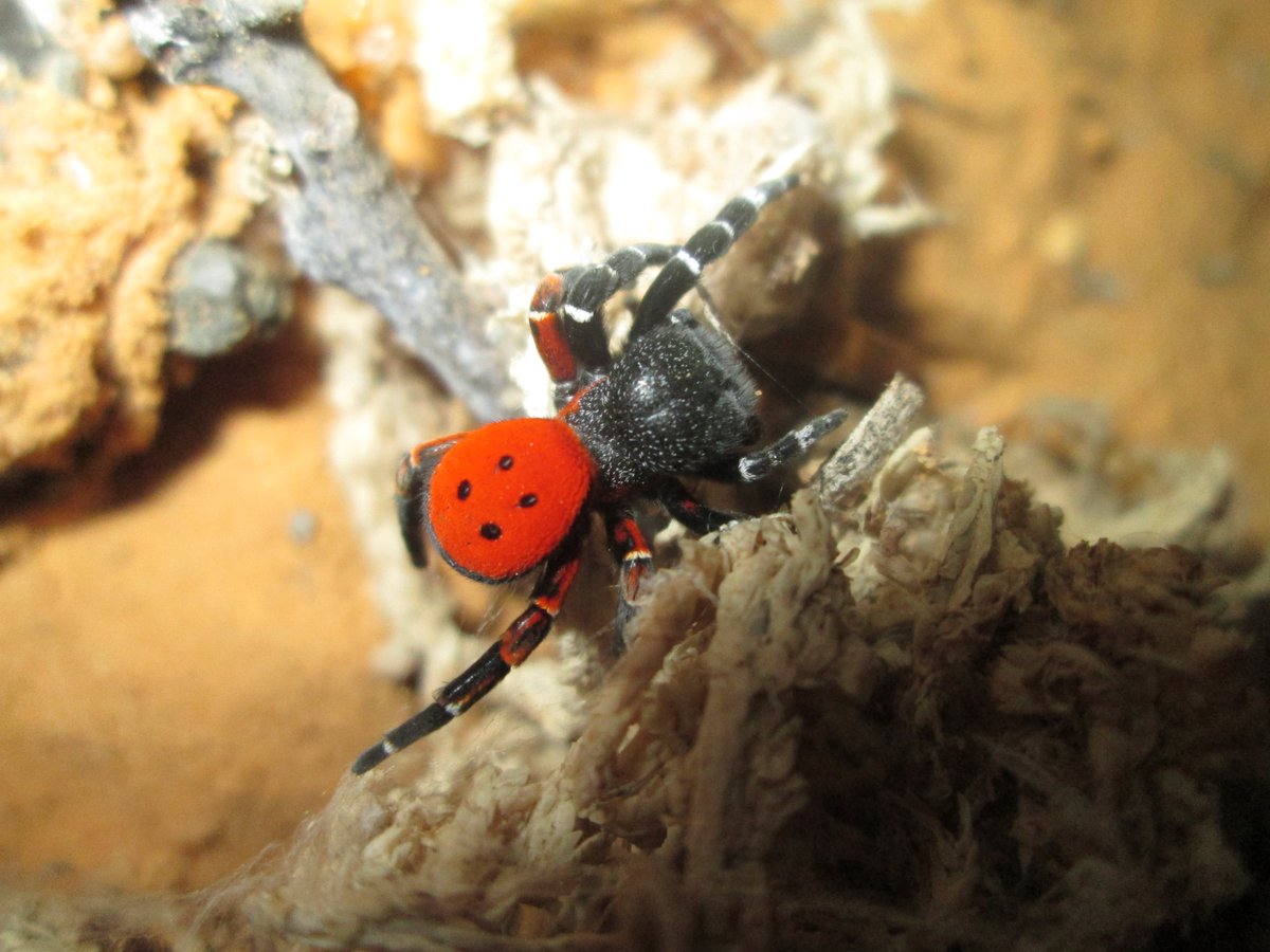 Pas mal d'espèces peuvent se ressembler alors qu'elles n'ont rien à voir ; en photo, un mâle d'Eresus kollari (Eresidae) pic2, et un de Philaeus chrysops (Salticidae), qu'on peut parfois trouver aux mêmes endroits, mais qui, sont (environs) aussi proches qu'une hyène et un phoque