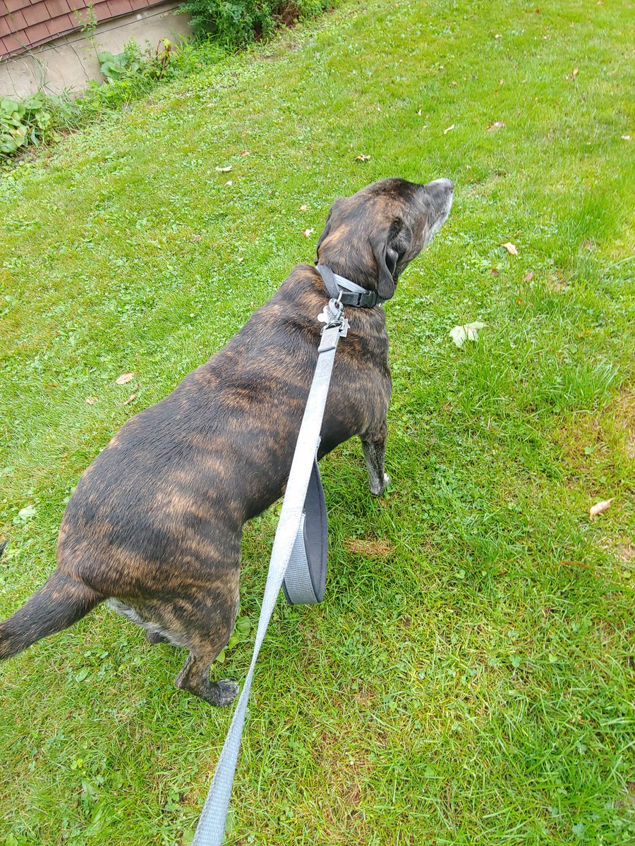 jaRosenbaum59's tweet photo. Perfect temperature out for an early morning walk with my guy. Shhhhhh......don't tell him we are heading to the vet!!
 #BeWellMonti #BWMStaff #AnyOneCanFitness https://t.co/ZJBuXgEThF