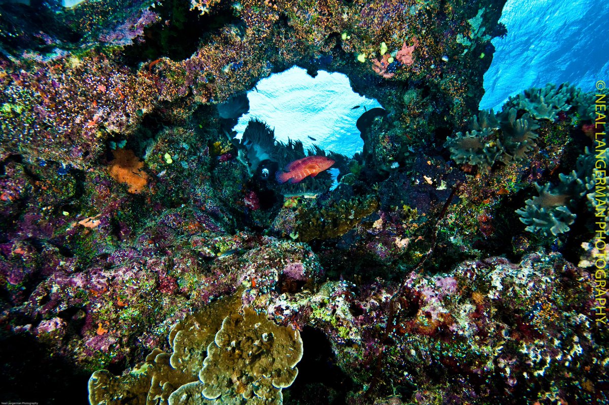 NAUIWorldwide's tweet photo. Happy Labor day everyone!! If your diving today, We hope you catch a glimpse of something amazing
π·: Neal Langerman
#NAUI #DefinitionofDiving https://t.co/FTQRtivLKw