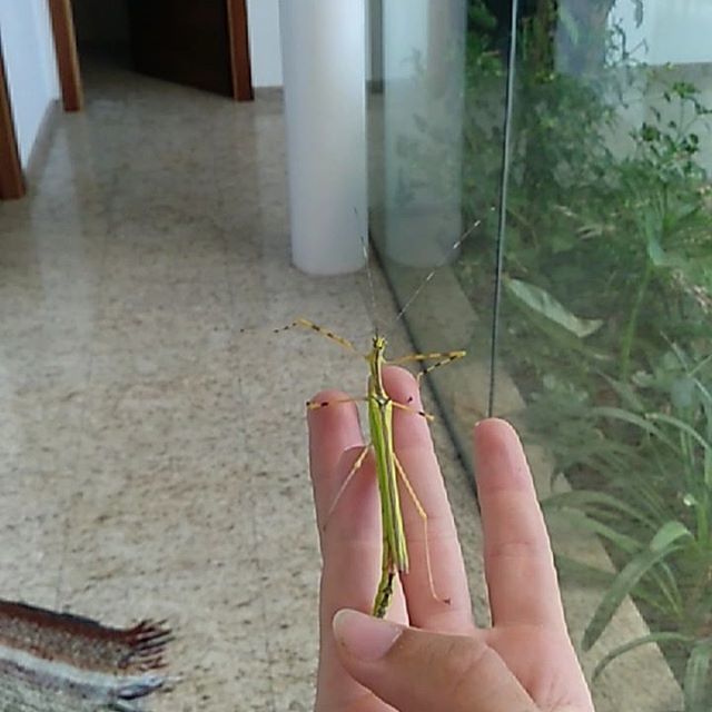 lycaon15's tweet photo. Vuelo Necroscia annulipes #biologia #biology #necrosciaannulipes #phasmids #phasmidos #phasmatodea #fasmidos #stickinsect #insectopalo #insecto #insect https://t.co/CadqeQUsjM https://t.co/5uwcgFC4Ah