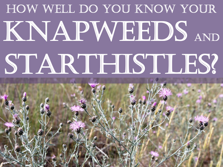 TechlineNews's tweet photo. Take a quiz and test your Centaurea identification skills! https://t.co/6nMHBL3CQV #Invasiveplant #plantid #Knapweed #starthistle https://t.co/ad1gZNkPer