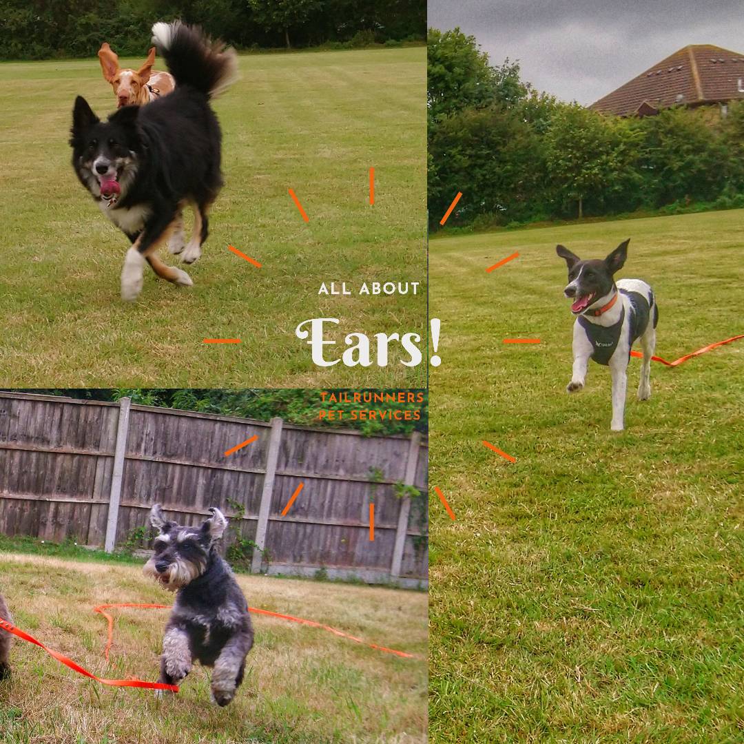 tailrunners's tweet photo. All about that feel good factor of flapping ears 😂😂😂
___
#dogwalker #dogsrule #dogfriends #dogmum #rayleigh #hockley #doggydaycare  #lovedogs #adventure 
#puppy #love #Dog #dogs #rescuedog #bordercollie #braccoitaliano #minatureschnauzer #pintsizepointer #bodguero https://t.co/zUMK5Zh8kd