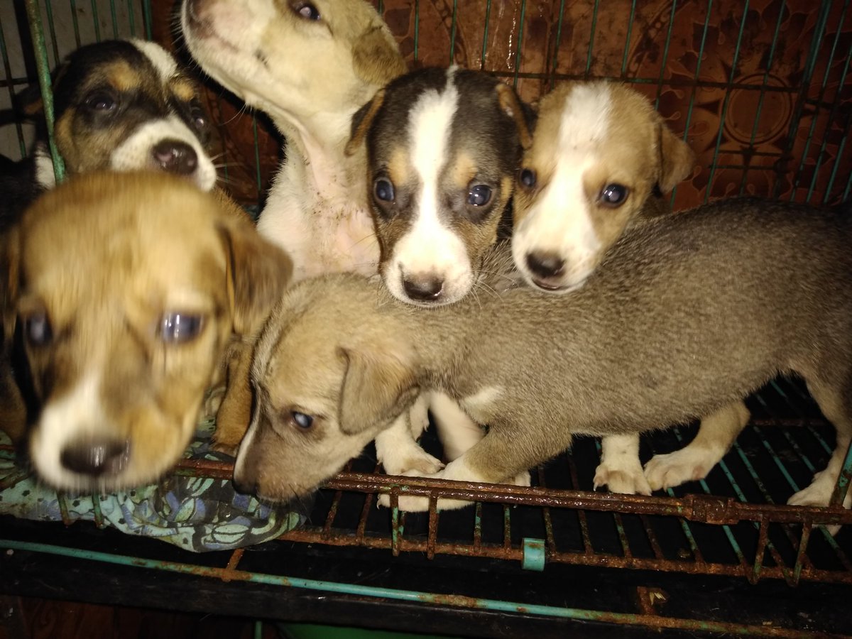 Apna Home Animal Shelter Apnaanimal Twitter