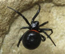 En france, on a une espèce de veuve noire, Latrodectus tredecimguttatus, parce que souvent elle a 13 taches rouges. Mais parfois elle n'en a pas ! Comment faire pour la différencier de Steatoda paykulliana alors ? Cette dernière a toujours une bande en avant de l'abdomen