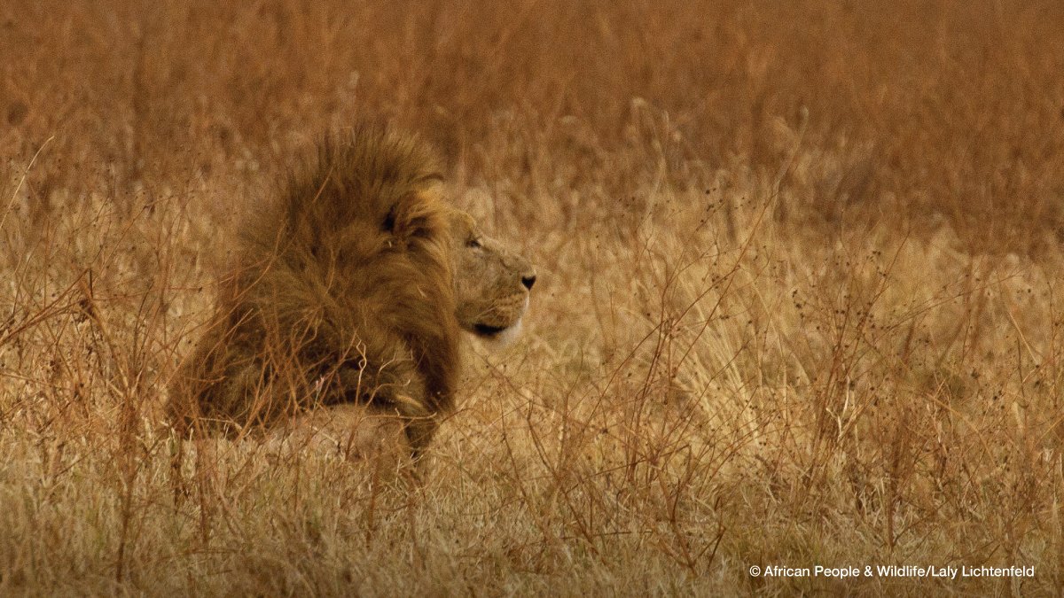 AfricanPplWild's tweet photo. STOP THE LOSS. REDUCE THE COST. UNLOCK THE VALUE. Please join us in adopting the Declarations for Lions and help spread the word that lion recovery is possible. Learn more: https://t.co/93v4MyxRI0
#LionDeclarations https://t.co/mk8AFGxMW5