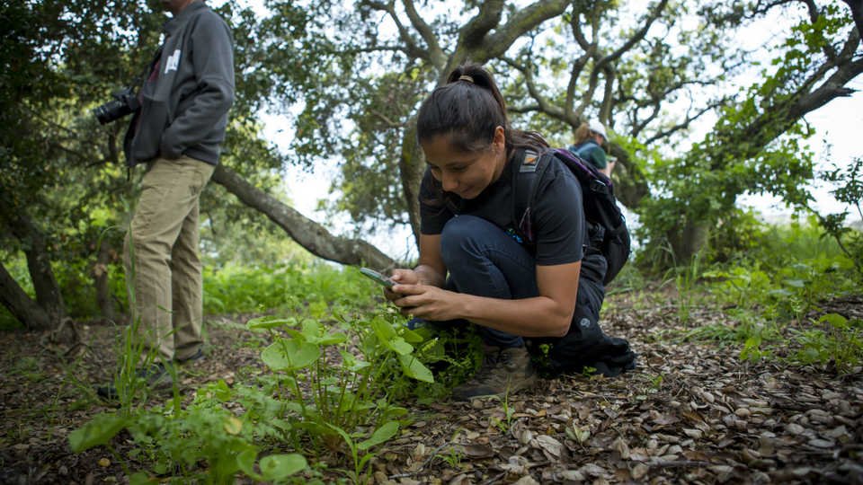 Global wildlife observation network iNaturalist surpasses 25 million observations of wild plants and animals #PressRelease #biodiversity #citizenscience #conservation #technology calacademy.org/press/releases…