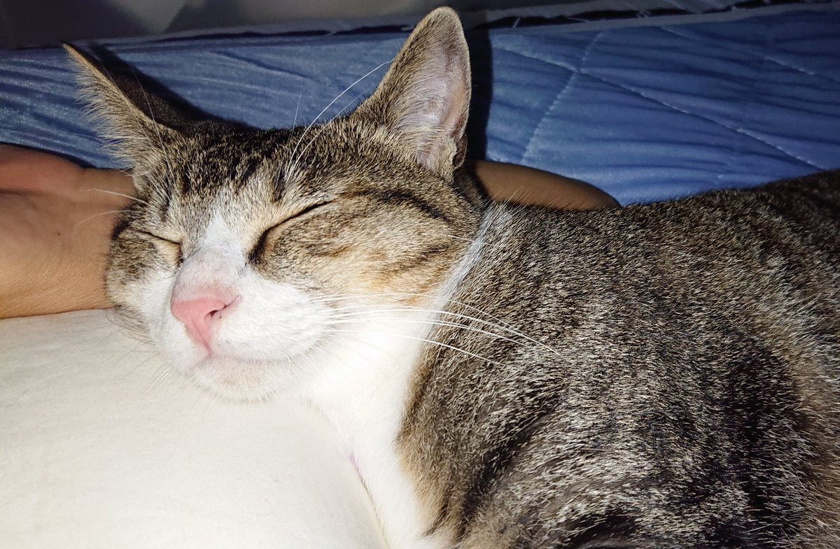 Etiqueta 腕枕で寝る猫 Al Twitter