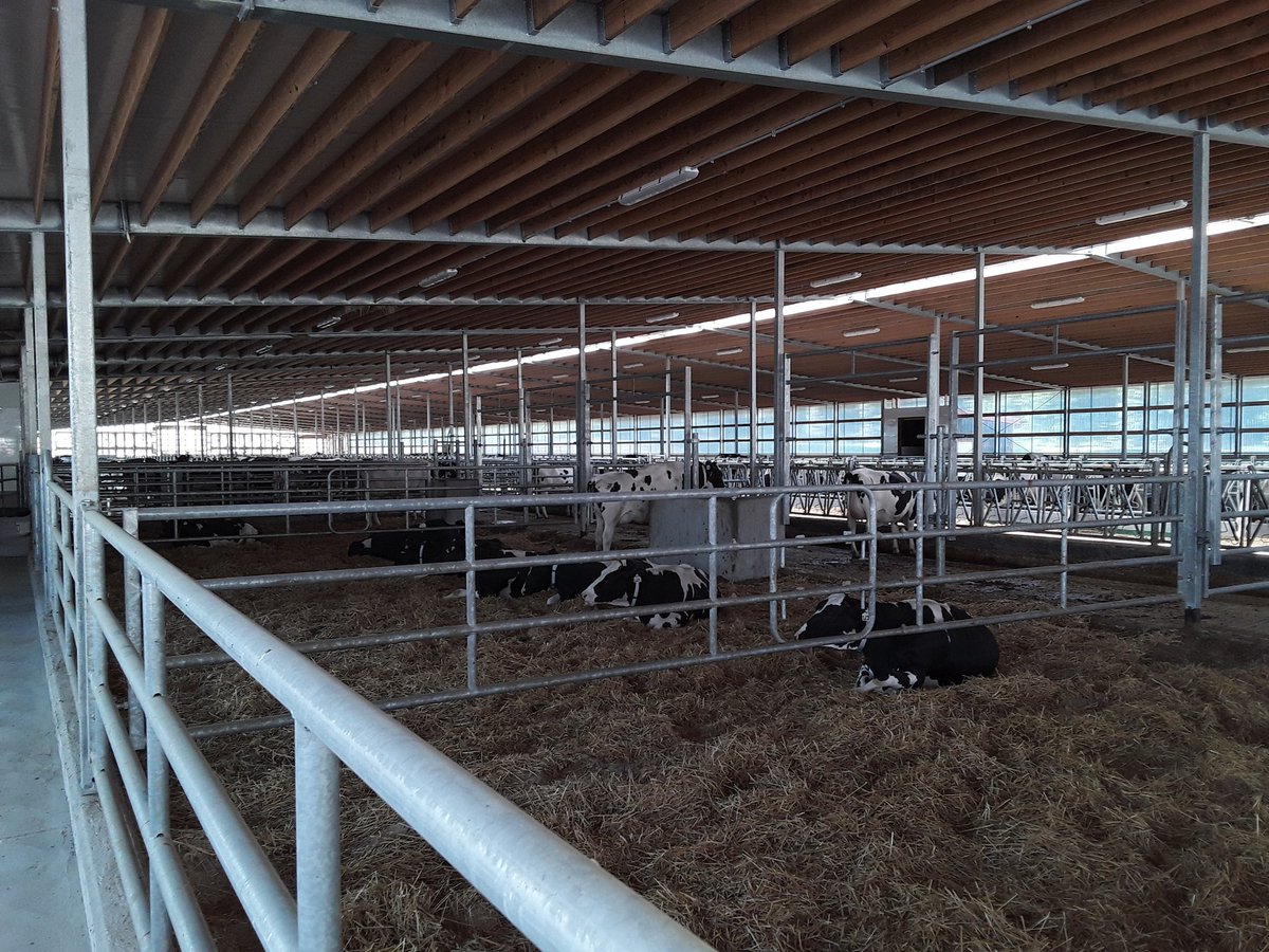 Todd Sheep Co. tweet media