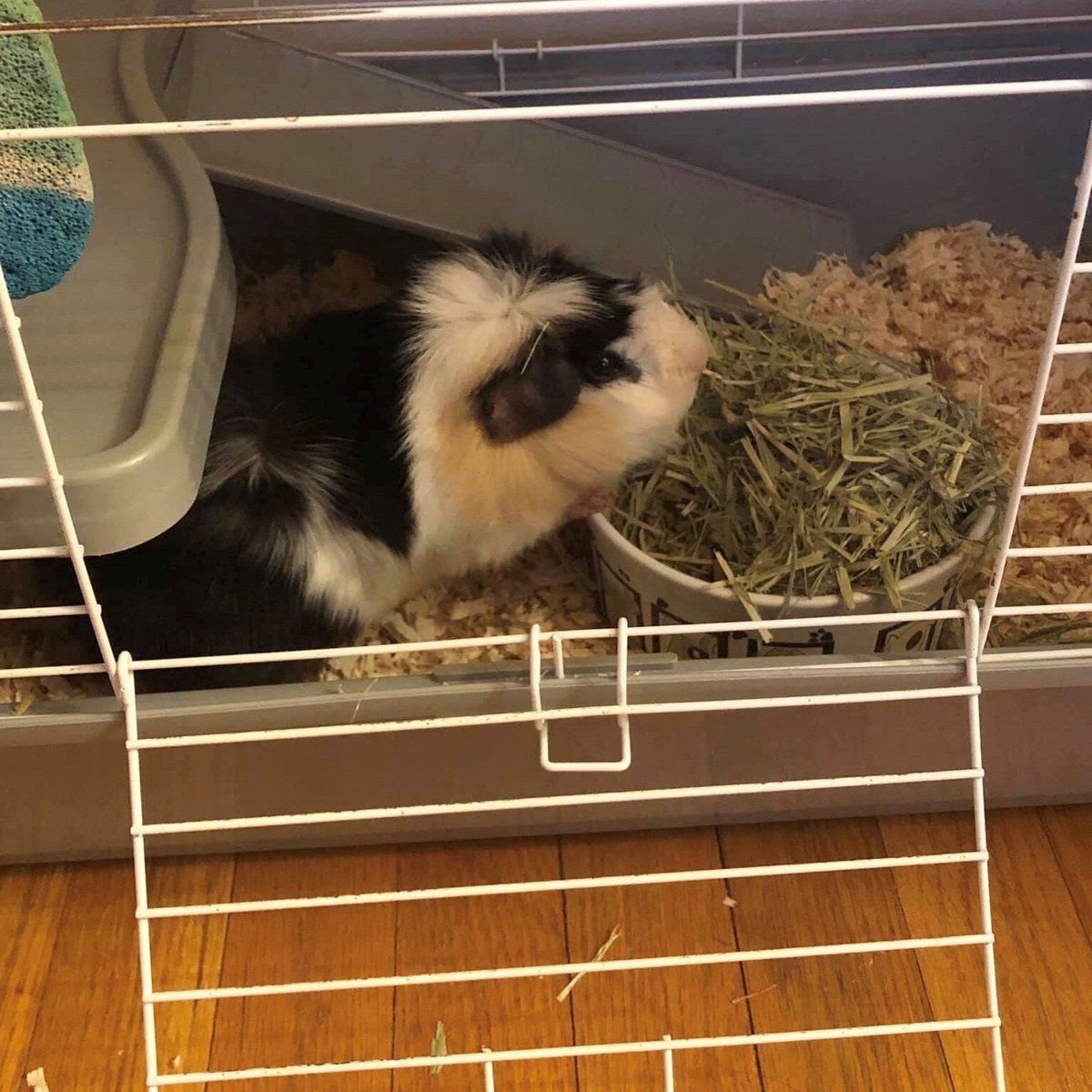 Humane Society tweet media