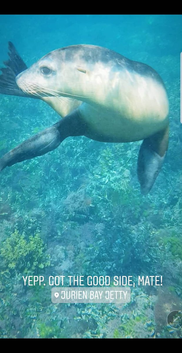 amarkoradia's tweet photo. Off to Jurien bay, where @sid_analysis has planned a fab itenary. We drive 255kms at 6 am around postcard landscapes for swimming and snorkelling around sea lions, popularly known as puppies of the sea. Pure bliss beneath! https://t.co/cW4hwSy7G1