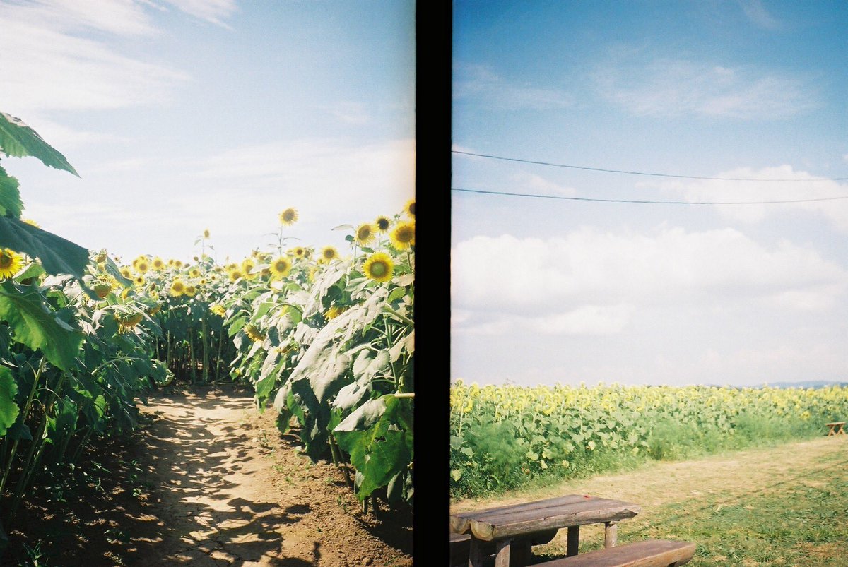fukiharu0804's tweet photo. ハーフカメラで撮った夏📸
#film https://t.co/kKcUZ9oG71