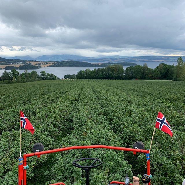 stormstein's tweet image. Solbærinnhøsting 2019 dag 9. Fortsetter på Midtstykket med sortene Ben Tron, Ben Nare og Narve Viking. #solbærsesongen2019 #solbær #blackcurrant #mølstadgård ift.tt/33Dlp8b