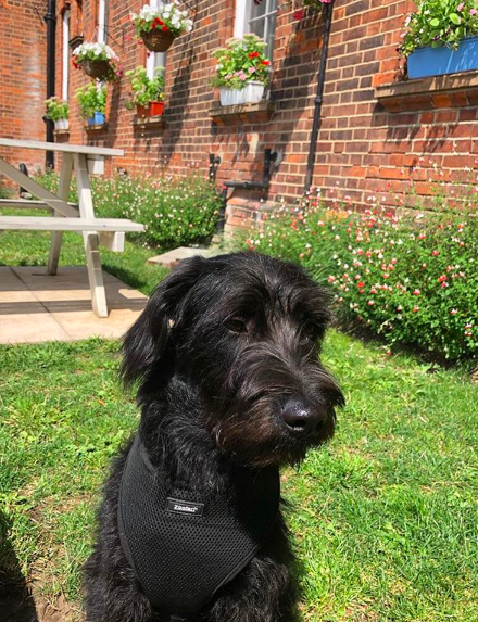 Although unfortunately we're unable to allow furry friends inside the Cafe, you're more than welcome to make use of our outdoor seating! Here's 7 month old Murphy doing just that 😍🐾

📷: murphy.dog_