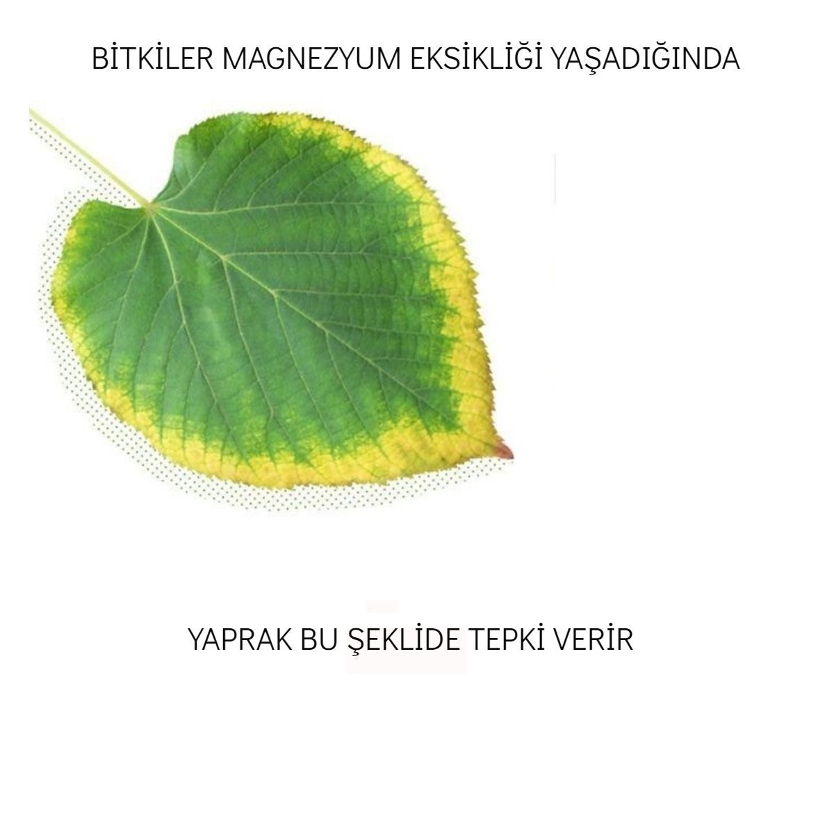 MedeniyetiTohum's tweet image. Bitkilerin eksik besinlere verdiği tepkiler.