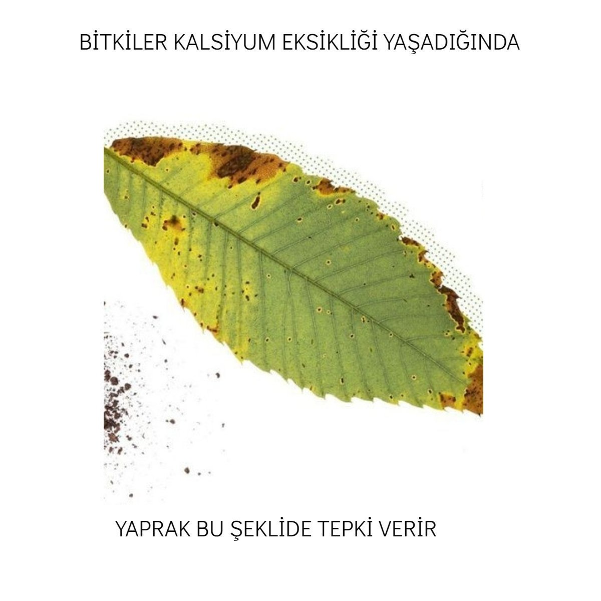 MedeniyetiTohum's tweet image. Bitkilerin eksik besinlere verdiği tepkiler.