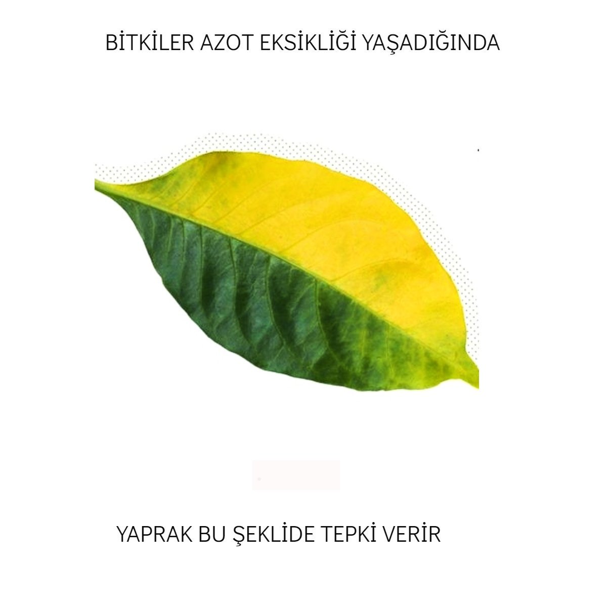 MedeniyetiTohum's tweet image. Bitkilerin eksik besinlere verdiği tepkiler.