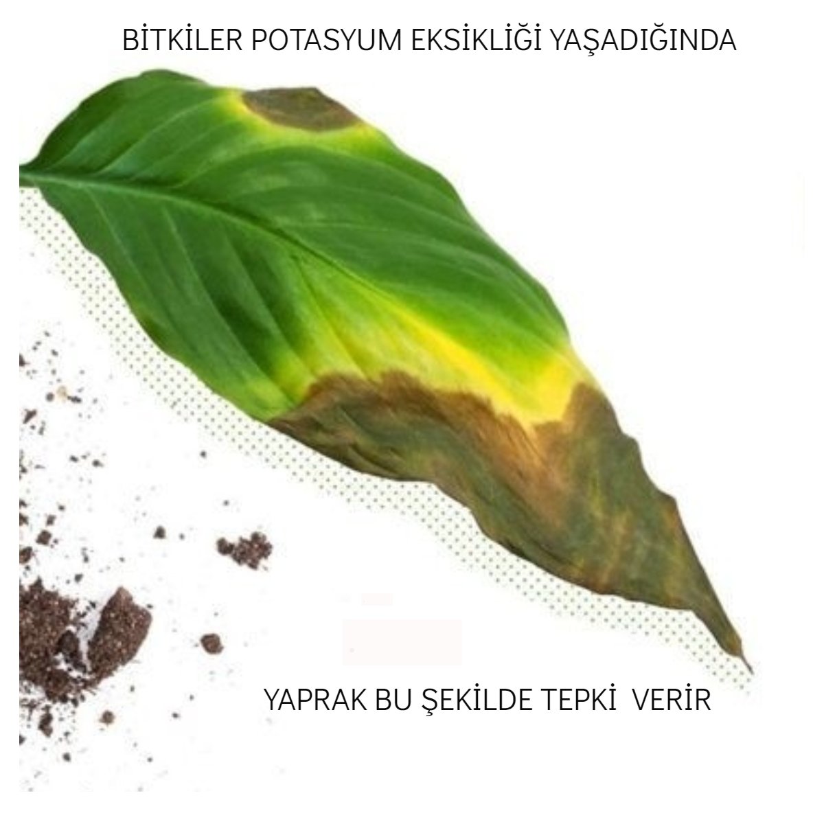 MedeniyetiTohum's tweet image. Bitkilerin eksik besinlere verdiği tepkiler.