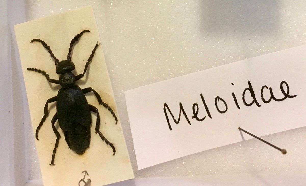 Pleased to get my #beetle brooch identified by @KatyPottsEnto @NHMLondon at yesterday's @RSBWestMids beetle workshop in association with @FSCBioLinks #BishopsWoodFSC #beautifulbeetles #coleoptera